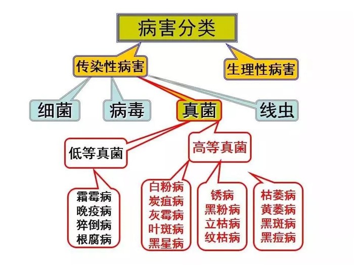 朴欣水溶肥知识小课堂|农作物病害诊断口诀：“八看六问十三查”！