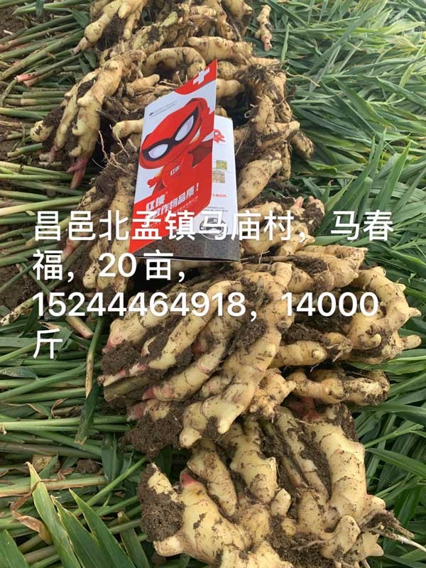 朴欣应用效果